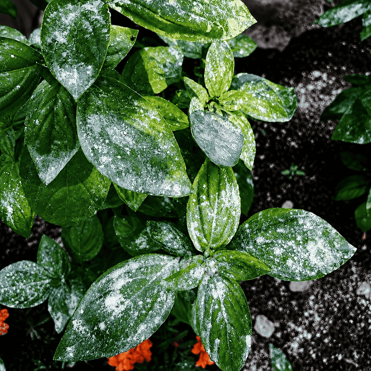 LimoGarden®